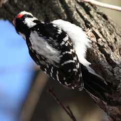 Dryobates pubescens