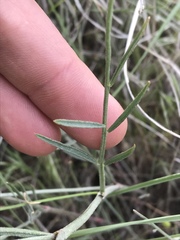 Astragalus convallarius