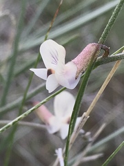 Astragalus convallarius