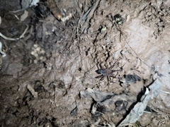 Araneae