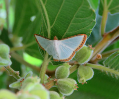 Leuciris fimbriaria