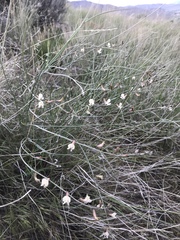 Astragalus convallarius