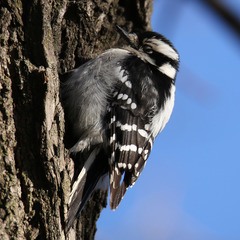 Dryobates pubescens