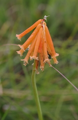 Kniphofia triangularis