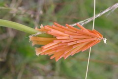 Kniphofia triangularis