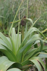 Kniphofia northiae