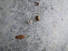Harmonia axyridis
