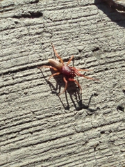 Dysdera crocata