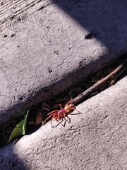 Dysdera crocata