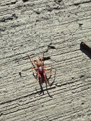 Dysdera crocata