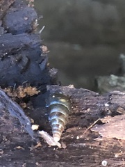 Clausiliidae