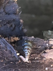 Clausiliidae