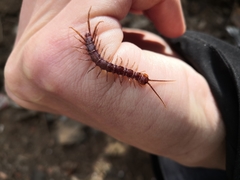 Lithobiomorpha