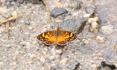 Tegosa orobia ursula