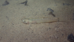 Oreonectes platycephalus