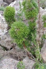 Bergbambos tessellata