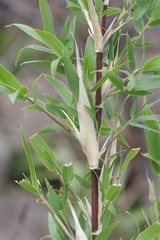 Bergbambos tessellata