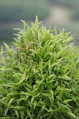 Bergbambos tessellata