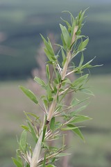 Bergbambos tessellata