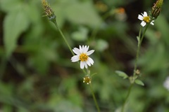 Bidens cynapiifolia