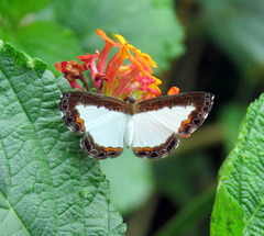 Nymphidium trinidadi