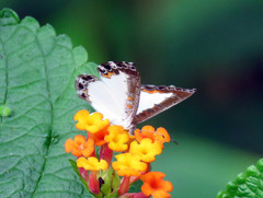 Nymphidium trinidadi