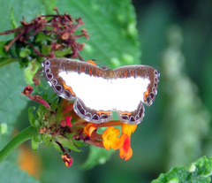 Nymphidium trinidadi