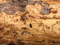 Cossoninae