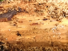 Cossoninae