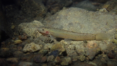 Oreonectes platycephalus