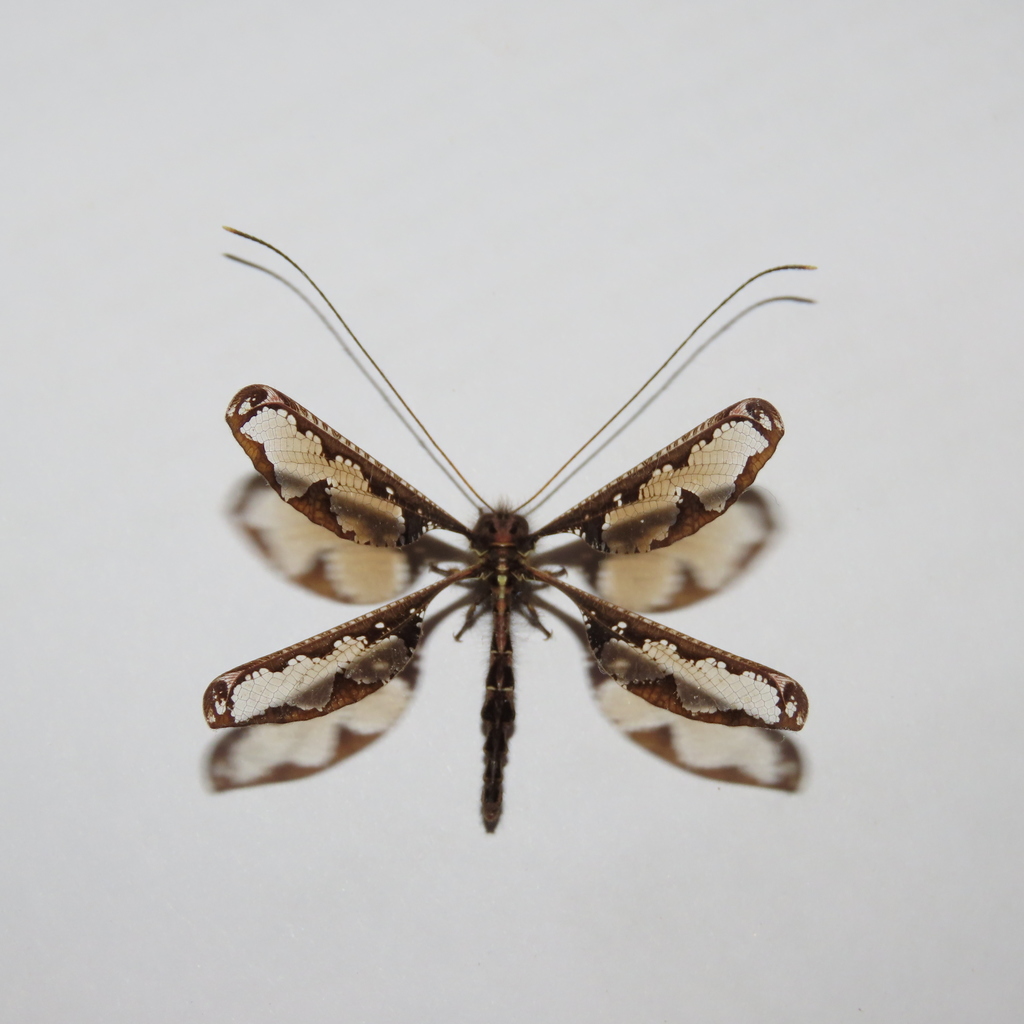 Brown-blotched Bladewing Owlflies