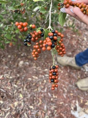Citharexylum berlandieri
