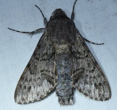 Cautethia grotei