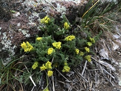 Lomatium papilioniferum