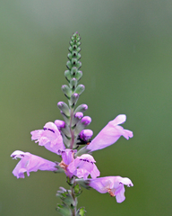 Physostegia purpurea