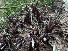 Lomatium papilioniferum