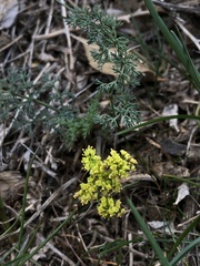 Lomatium papilioniferum