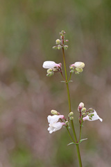 Penstemon multiflorus