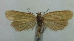 Sparganothis tristriata