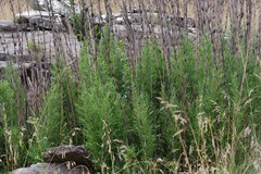 Bergbambos tessellata