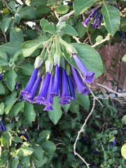 Iochroma cyaneum
