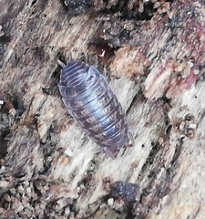 Porcellio dispar