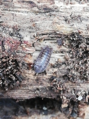 Porcellio dispar