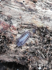 Porcellio dispar