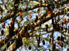 Mucuna mutisiana
