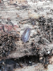 Porcellio dispar