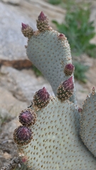 Opuntia basilaris