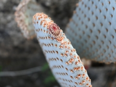 Opuntia basilaris