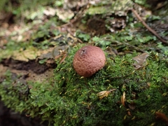 Lycoperdon fuligineum