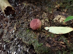 Lycoperdon fuligineum
